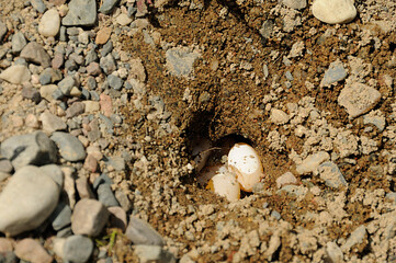 Turtle painted eggs photo.  Turtle Painted turtle close-up profile view of turtle eggs in the hatching hole with sand, gravel in its environment and habitat. Picture. Photo. Image. Portrait.