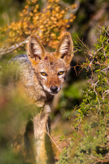 Black backed jackal hiding in bush