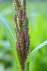 In the field, as weeds grow Echinochloa crus-galli
