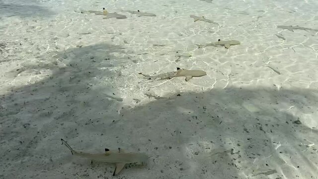 Requins pointes noirs &agrave; Rangiroa, Polyn&eacute;sie fran&ccedil;aise