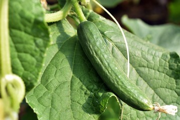 green peas in a greenhouse