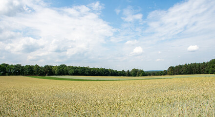 Colorful fields and cloudy sky in Schneverdingen, Germany 