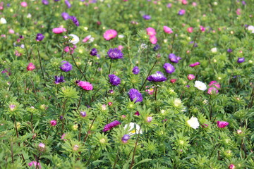 Colorful Aster plant and flowers farming on a village field. Green nature foliage background.