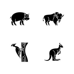 Various animals black glyph icons set on white space. Common forest bird and exotic fauna silhouette symbols. Hippopotamus, woodpecker, american bison and kangaroo. Vector isolated illustrations