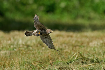 Common kestrel (Falco tinnunculus)