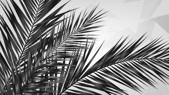 Black palm leaves on white background, elegant tropical plants