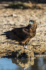 Juvenile bateleur sitting on the ground