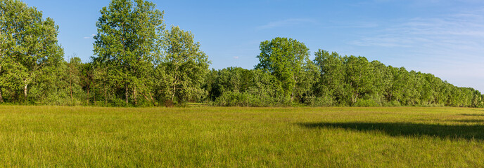 A strange panoramic photo with a long woodland alley