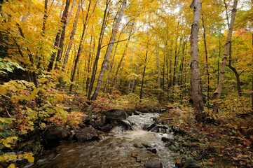 Autumn scenery landscape. Landscape of scenery of autumn with river.  Multicolred trees. Picture. Photo. Image. Portrait. Tranquility. Peaceful.