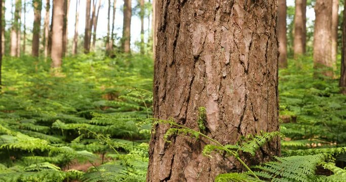 Tree in forest