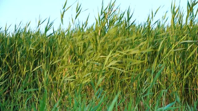 Thickets of green reeds sway in the wind, Tuzlovsky estuaries, Black Sea