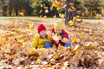 Children two cute toddler girls having fun with yellow leaves on sunny warm day in autumn, kids throw leaves, young friends play activity fall concept outdoors.