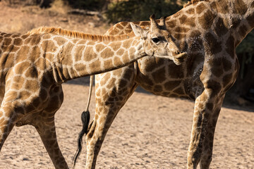 Giraffe drinking water