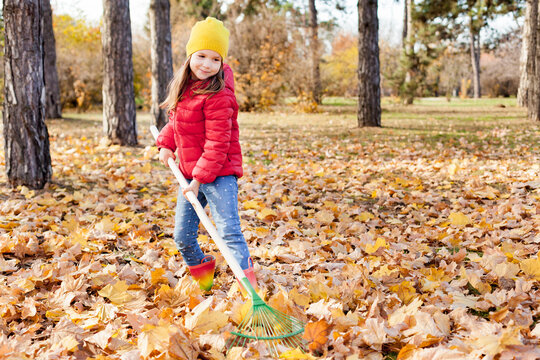 A little cute girl of 5-6 years old in red jacket rakes in pile of autumn maple leaves in the backyard on a Sunny autumn day. Help cleaning up the fallen leaves.