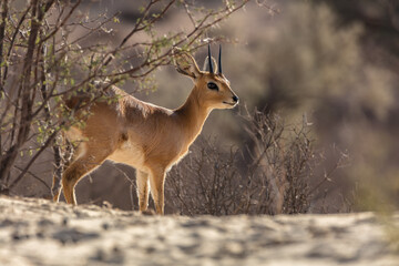 Steen buck ram in the Kalahari