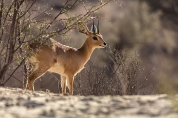 Fotobehang Steen buck ram in the Kalahari © Johan