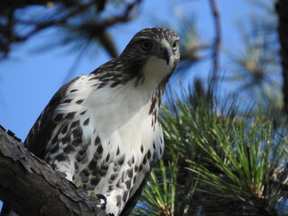 Red Shouldered Hawk