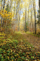 Scenery autumn landscape stock photos.  Landscape autumn photos. Picture. Photo. Image.