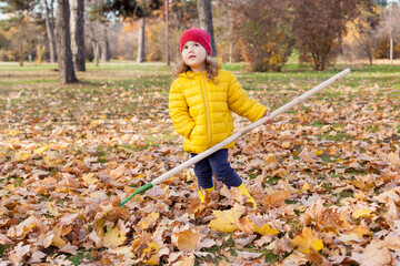 A little cute girl of 3-4 years old in yellow jacket rakes in pile of autumn maple leaves in the backyard on a Sunny autumn day. Help cleaning up the fallen leaves.