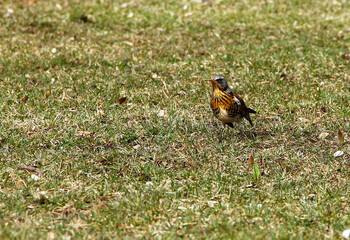 Bird (fieldfare/Turdus pilaris) on a ground