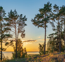 Obraz premium Silhouettes of pines on the background of the sunset sky over the Kiev Sea, Ukraine