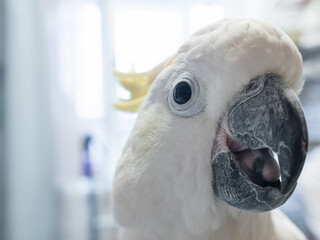 Lesser Sulphur-Crested Cocatoo bird closeup portrait. Exotic pet