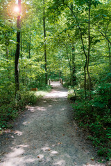 path in the forest among green trees