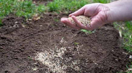 Hand full of grass seeds above an area of the lawn with no grass.