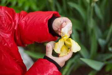 child in a red jacket with his hands touches the petals of a blooming iris flower, early summer.
lmage with selective focus