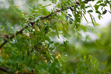 raindrops flow down the leaves of an acacia branch, the beginning of summer.
lmage with selective focus