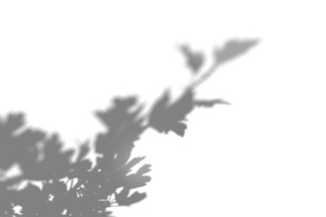 Abstract Summer shadow of branch and leaves on a white background