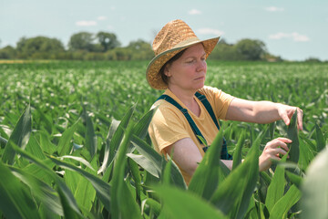 Female farmer standing in corn field and examining crops