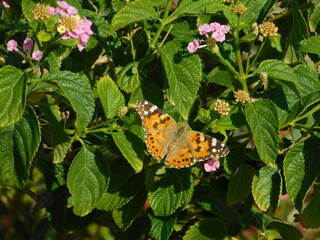 A painted lady, or Vanessa cardui butterfly, on lantana camara flowers