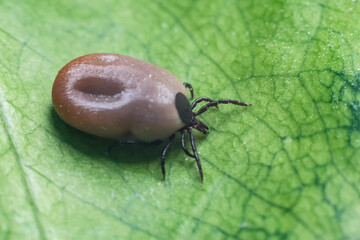 A dangerous parasite and infection carrier mite sitting on a green leaf