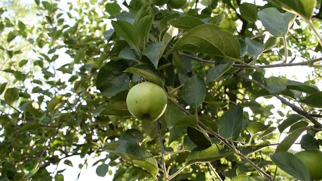 Fresh raw organic green apples hanging on apple tree.