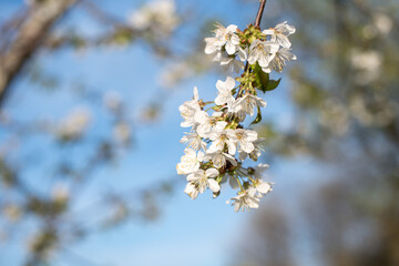 Fototapeta premium Birnenblüten im Abendlichen Licht der Frühlingssonne
