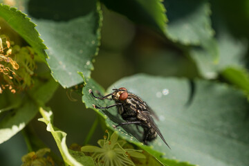 Fleischfliege