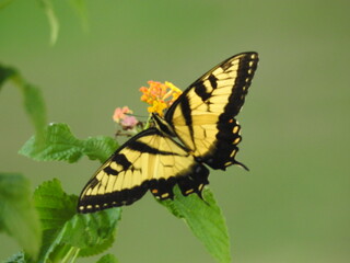 Butterfly: Eastern Tiger Swallowtail 