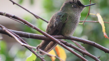 colibríes, casa, lago, volcán, montaña, playa, calle
