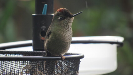 colibríes, casa, lago, volcán, montaña, playa, calle © Victor 