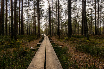 Viru raba (Viru bog) trail in Estonia in Lahemaa National Park, near to Tallinn. Wooden path between tall trees in the foggy winter day. 