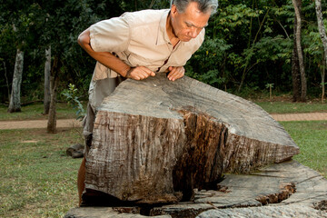 Man inspecting the rings on a tree that was cut down