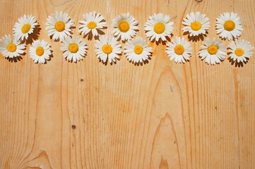 daisies on wooden background copy space