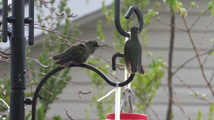 colibríes, casa, lago, volcán, montaña, playa, calle © Victor 
