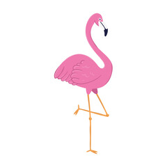 flamingo tropical animal on white background vector illustration design