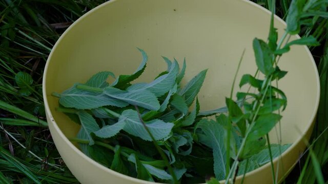 Putting Wild Mint in a bowl (Mentha arvensis) - (4K)