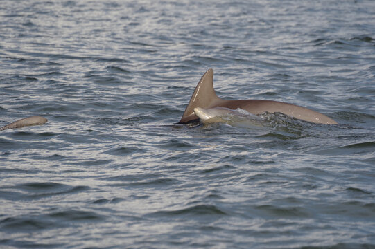 Dolphin Swimming With Nose Coming Out Of Water