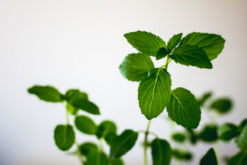 Simple minimalist photo of fresh mint branch with green leaves