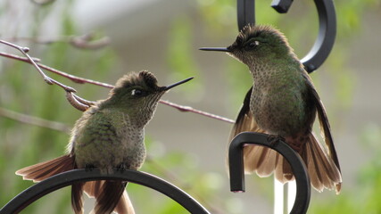 colibríes, casa, lago, volcán, montaña, playa, calle © Victor 