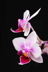 Bright pink phalaenopsis orchid flowers on a black background